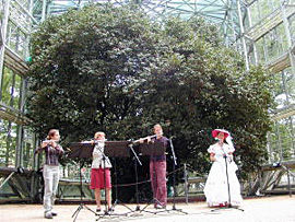 戸外に出されるピルニッツ宮殿庭園の椿