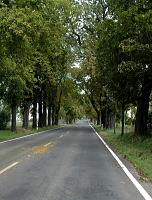 モーリッツブルクへ通じる並木道